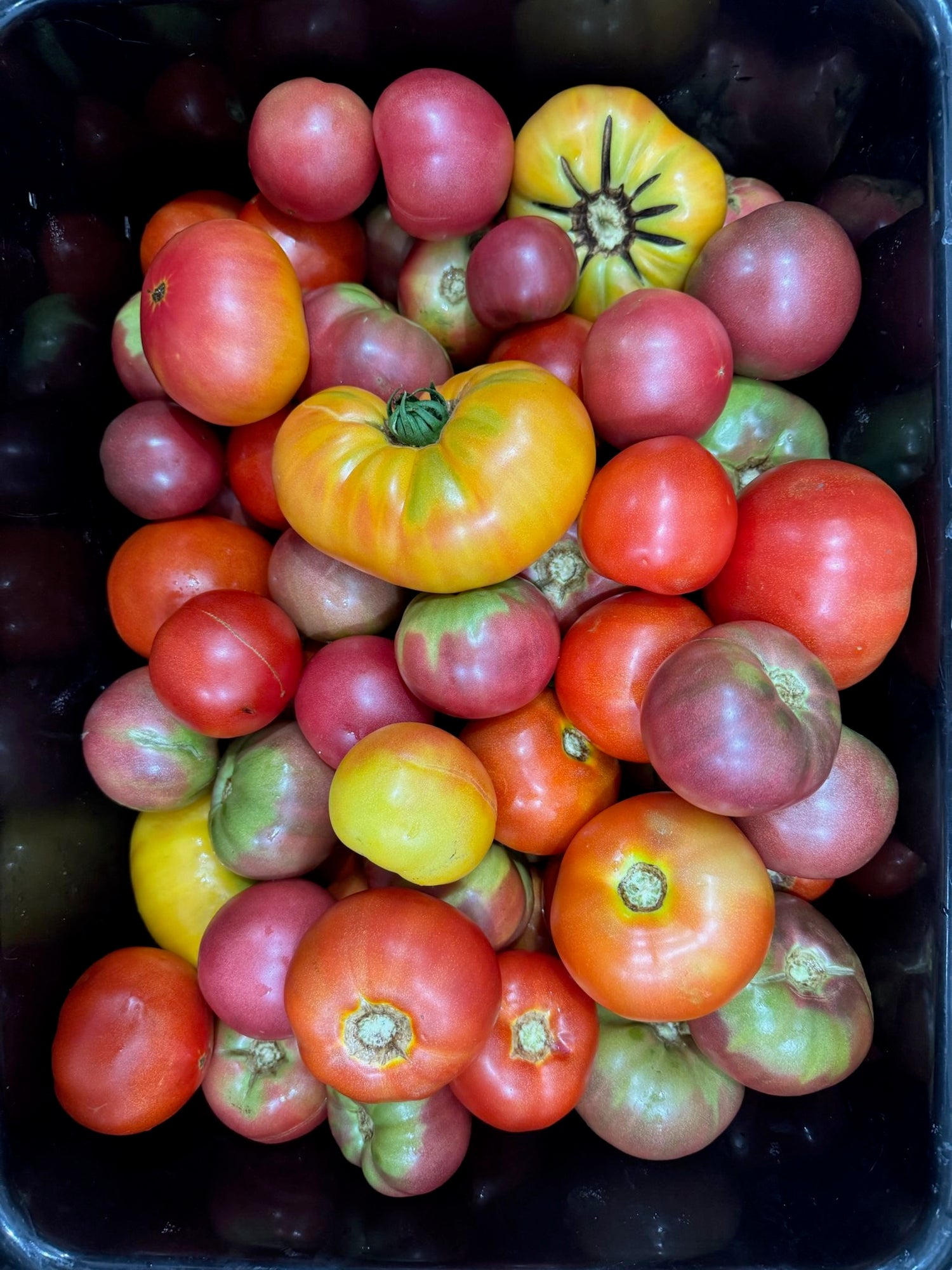 Assorted tomatoes including red, yellow, and green varieties in a black container.