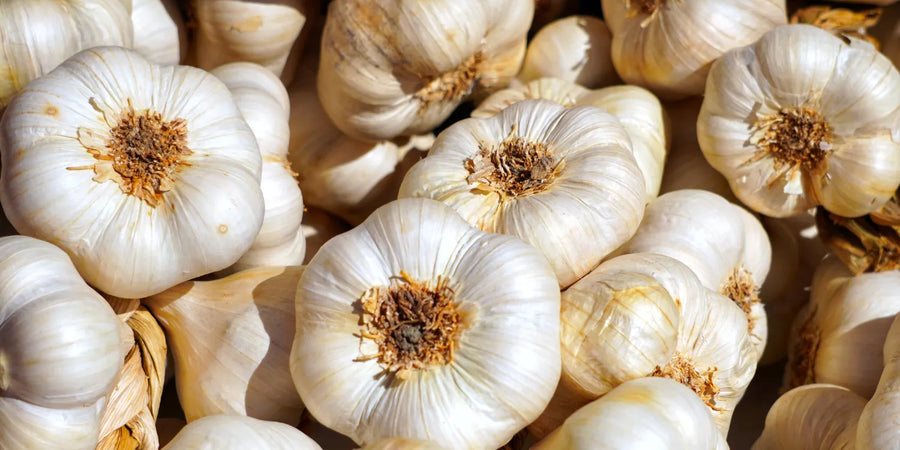 Fresh whole garlic bulbs and garlic cloves