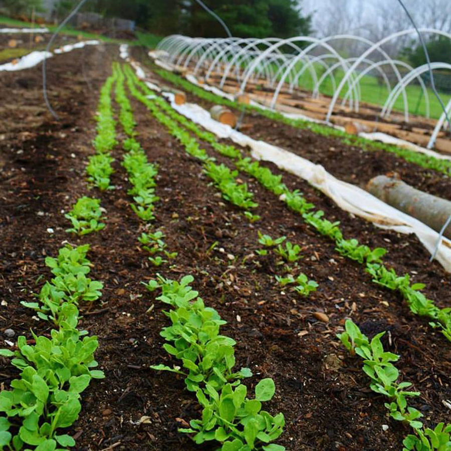 Locally grown spinach from a Midwest farm