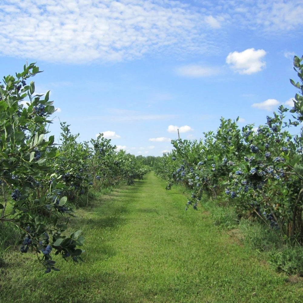 Organic Blueberry Ranch - Local Farmer - Frozen Garden