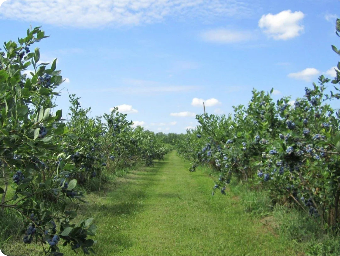 Organic Blueberry Ranch farm growing blueberries for Frozen Garden's ready to blend smoothies